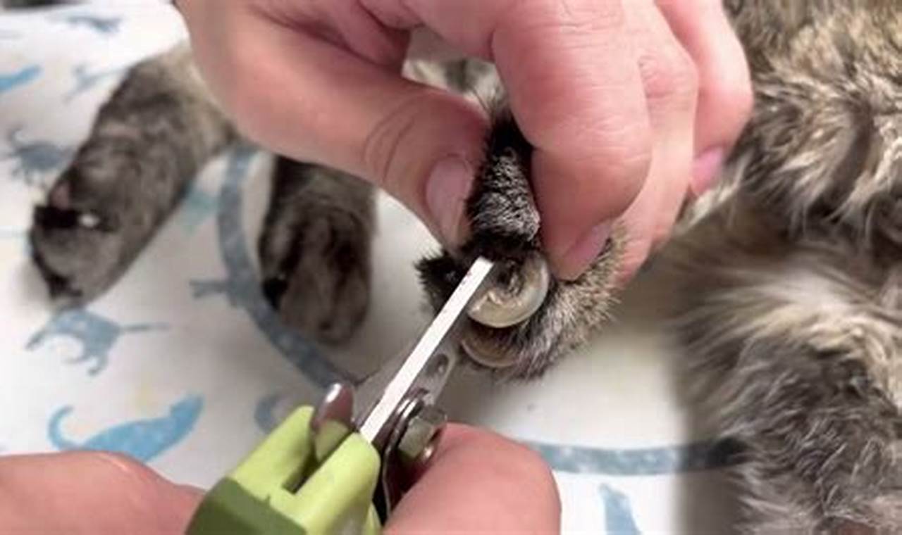 URGENT: Cat Nail Pain! Stop Growing Nail into Pad - Remedy Inside