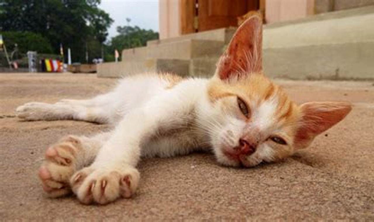 Ciri-ciri Kucing Keracunan: Kenali dan Tindak Cepat!