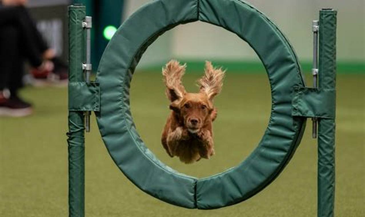 Crufts Qualifications For 2024