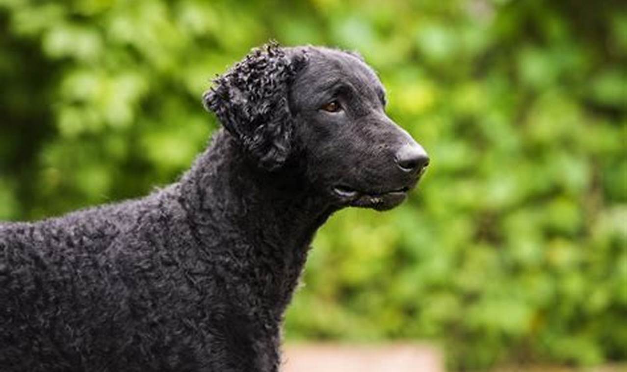 Unleashing the Curly Retriever's Endearing Charm and Exceptional Abilities