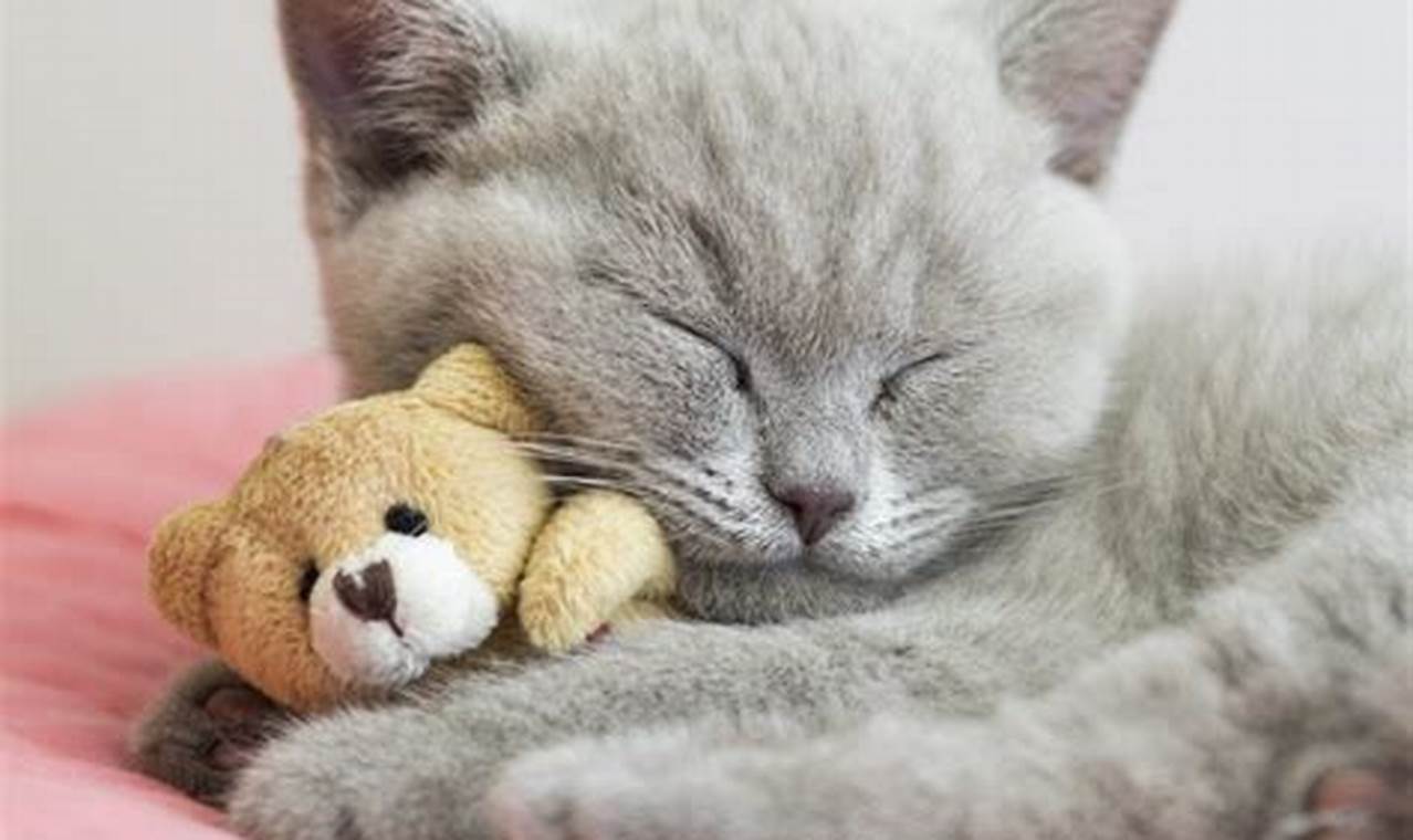 5 Adorable Cat Breeds That Will Melt Your Heart