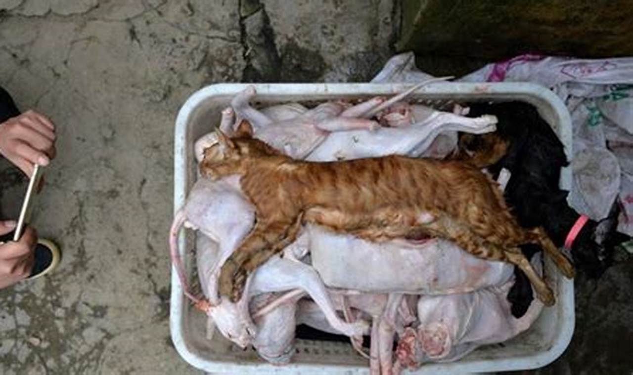 Risiko Konsumsi Daging Kucing: Bahaya Kesehatan dan Kesejahteraan Hewan
