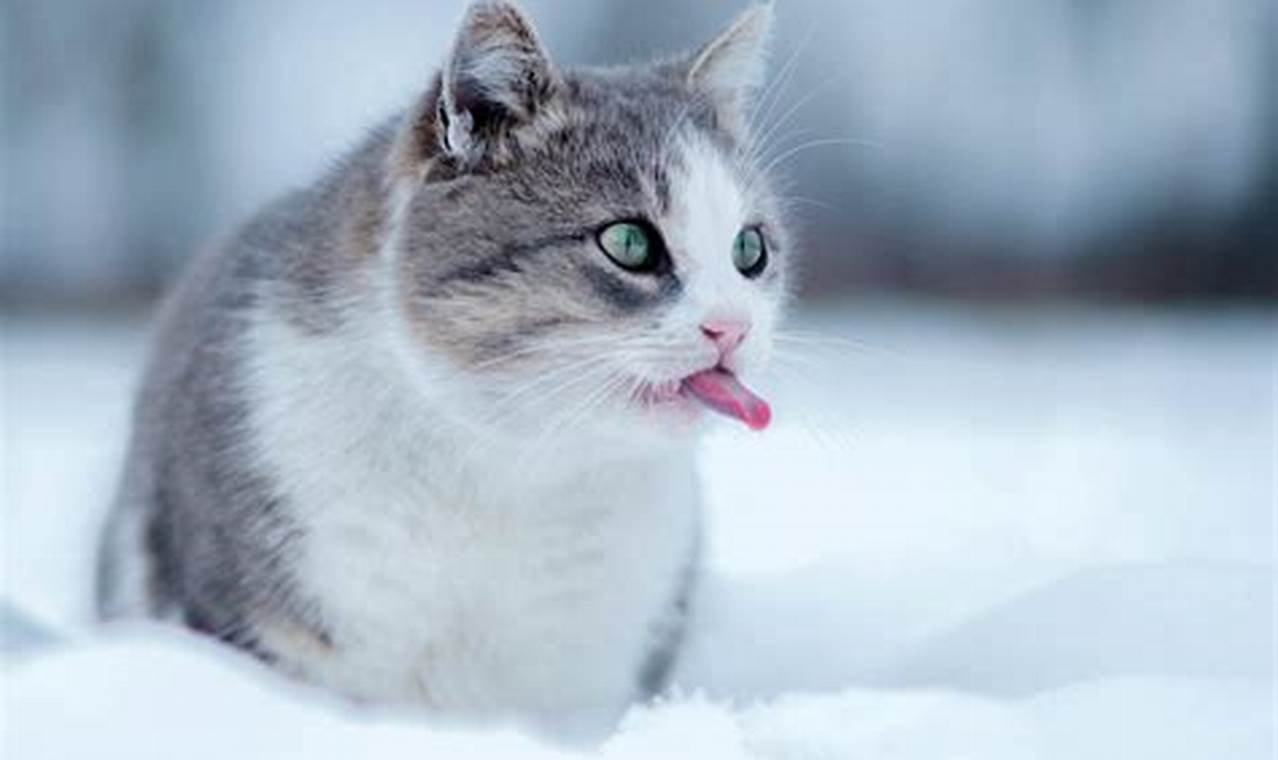 Do Cats Develop a Thick Winter Coat? All About "Batch 1 Growing Cat"