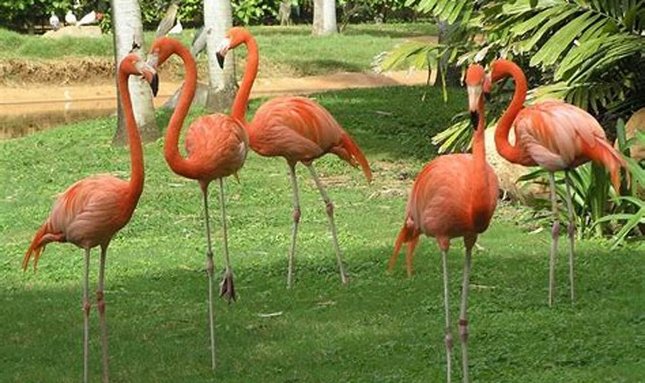 Unveiling the Flamingo Mystery: Do They Grace the Shores of Hawaii?