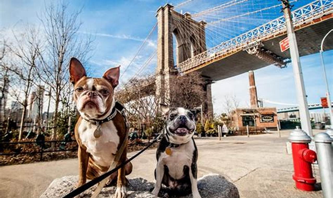 5 Dog-Friendly Hotel Gems in New York City for an Unforgettable Getaway