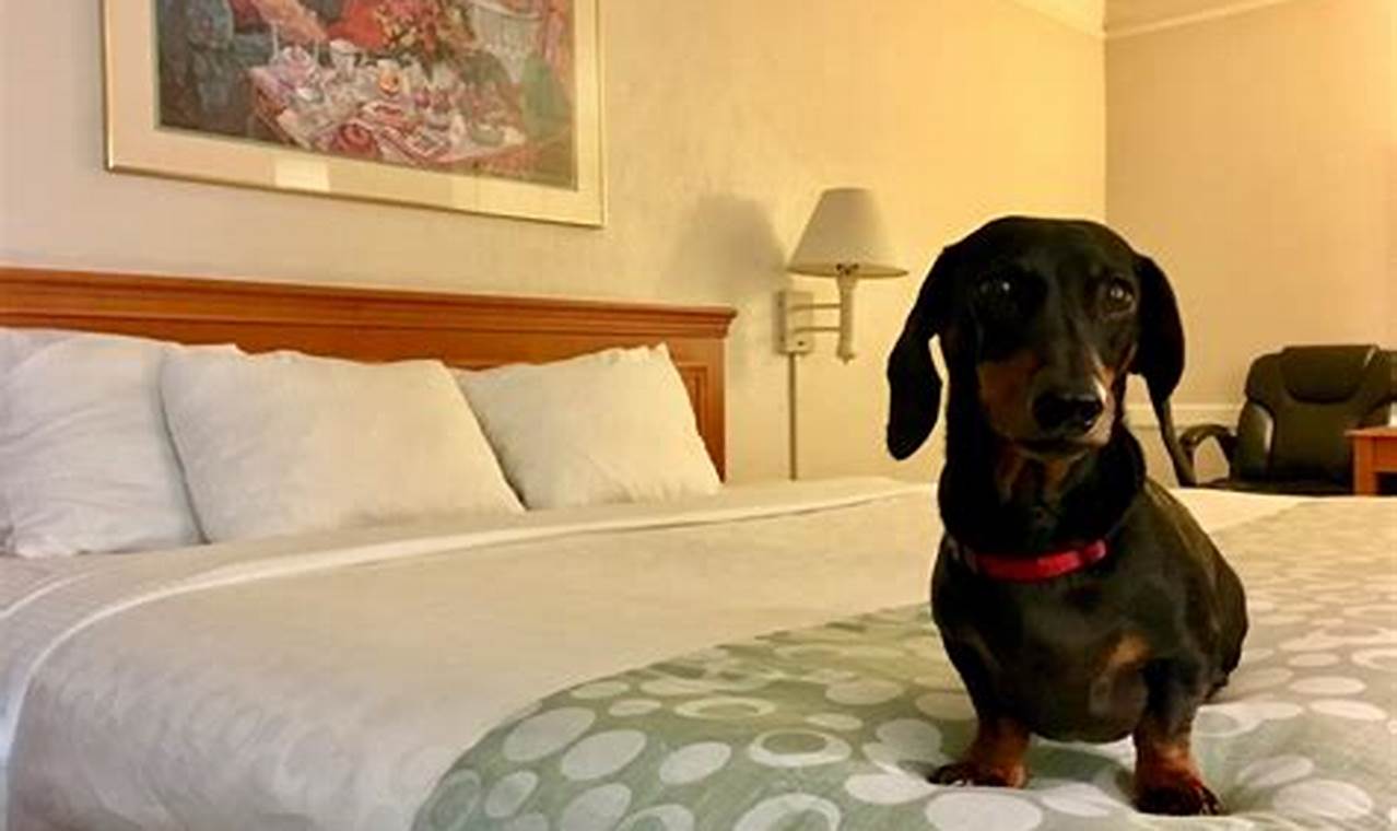 Discover the 10 Best Pet-Friendly Hotels in Long Beach for a Paw-some Getaway!