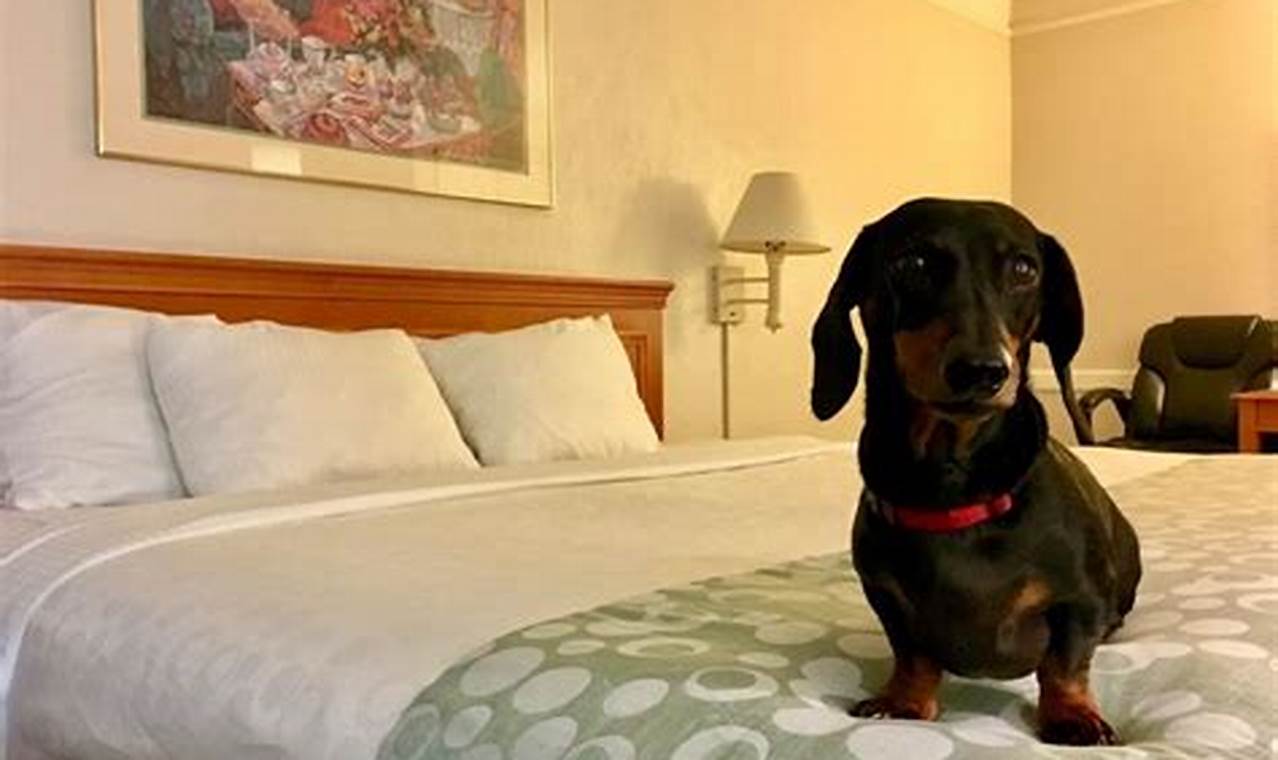 Discover 8 Irresistible Dog-Friendly Hotels in NYC's South Coast