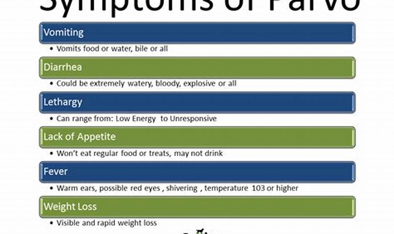 Canine Parvovirus: Identifying Symptoms and Ensuring Canine Health