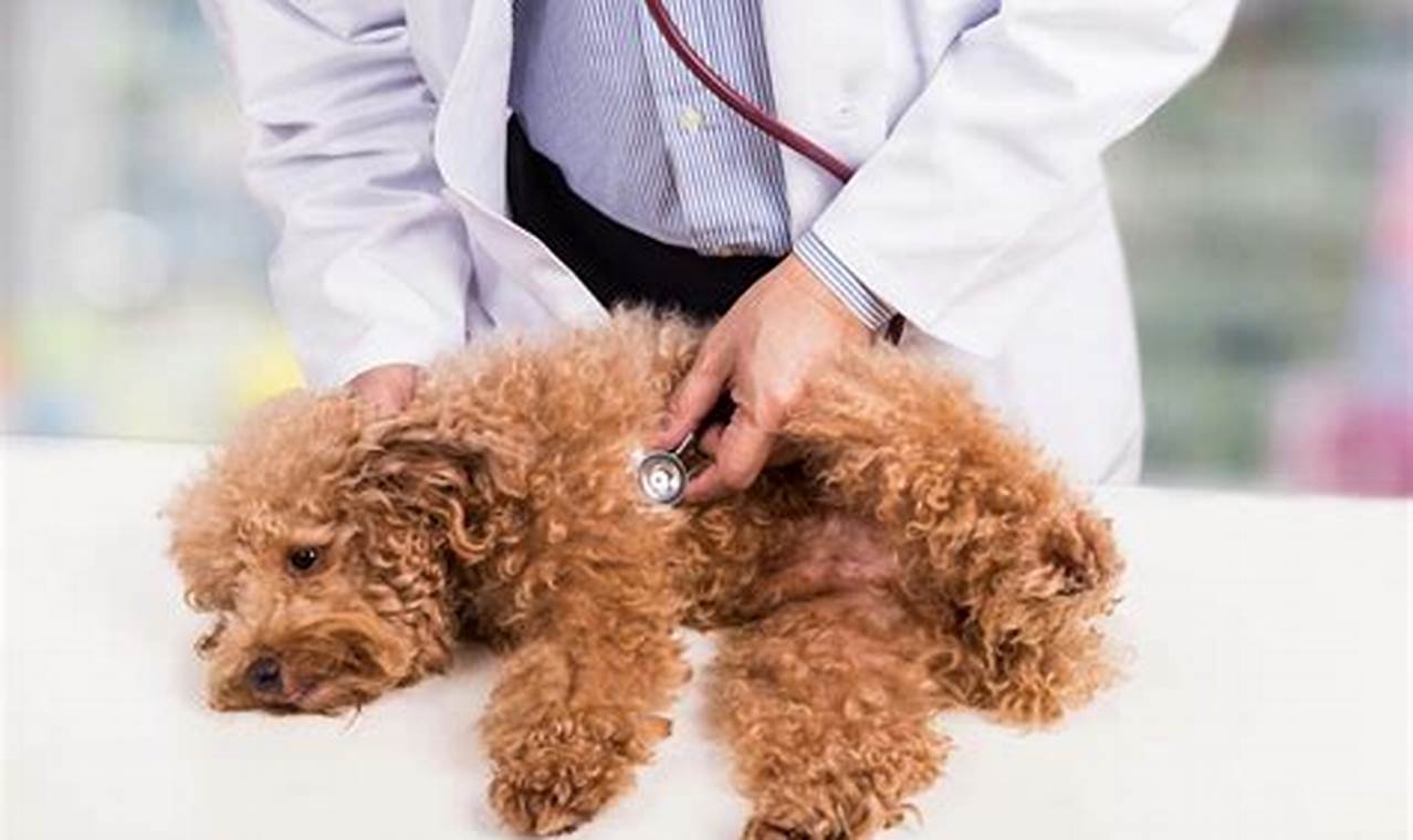 Unveiling Dog Swollen Abdomen & Heavy Breathing: Causes, Symptoms, and Remedies