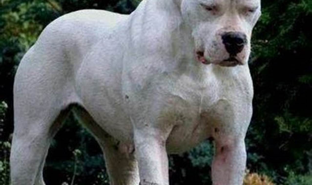 Unveiling the Dogo Argentino Mastiff: Discoveries and Insights