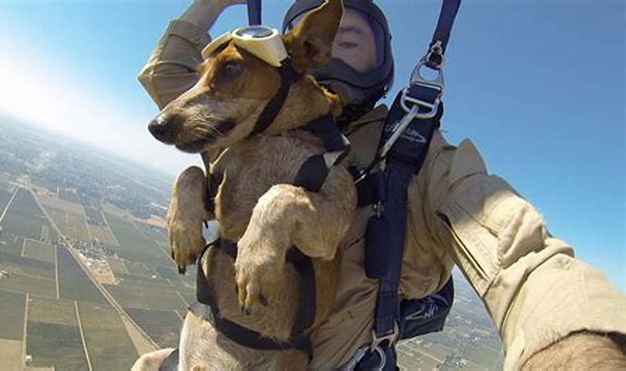 Canine Skydiving: An Exhilarating Adventure for Dogs and Handlers
