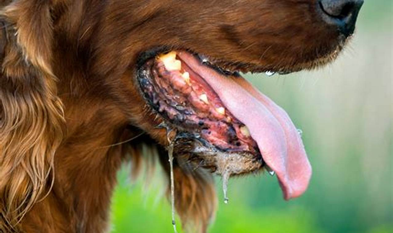 How to Tame the Drool: Managing Excessive Salivation in Dogs