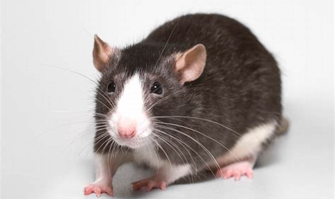 Fancy Rats: A Complete Guide to Care, Health, and Behavior