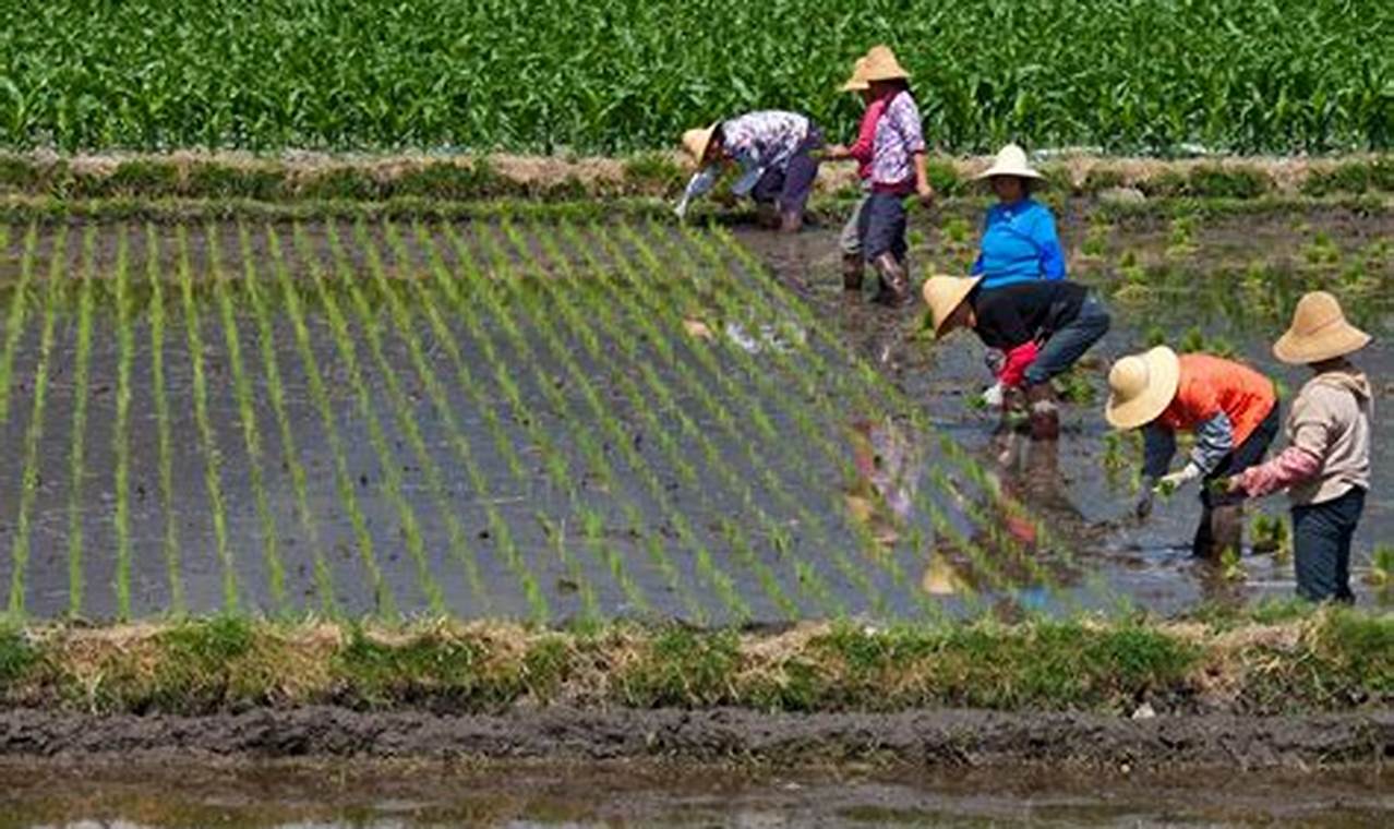 Unlock the Secrets of Farming Practices in China: A Journey to Agricultural Innovation and Discovery