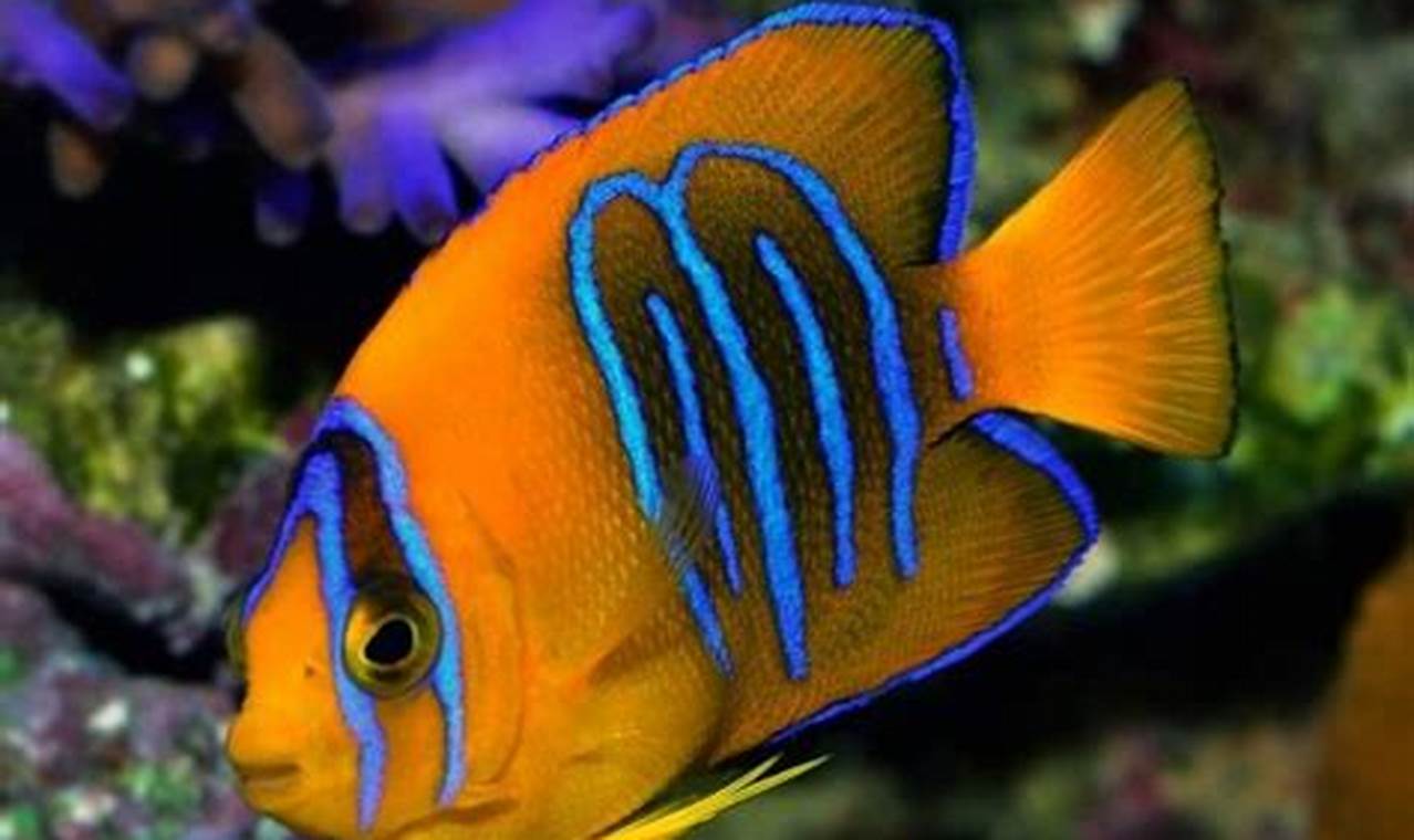 Cara Jitu Foto Ikan Hias yang Menawan