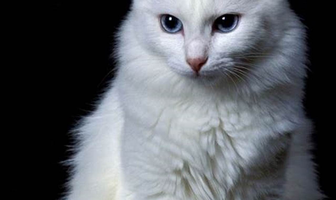 Pesona Menawan Foto Kucing Anggora: Dokumentasi dan Inspirasi
