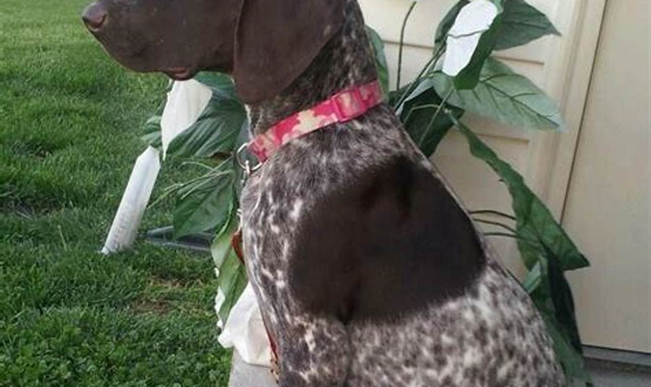 Meet Your Perfect Companion: German Shorthaired Pointers Await Adoption