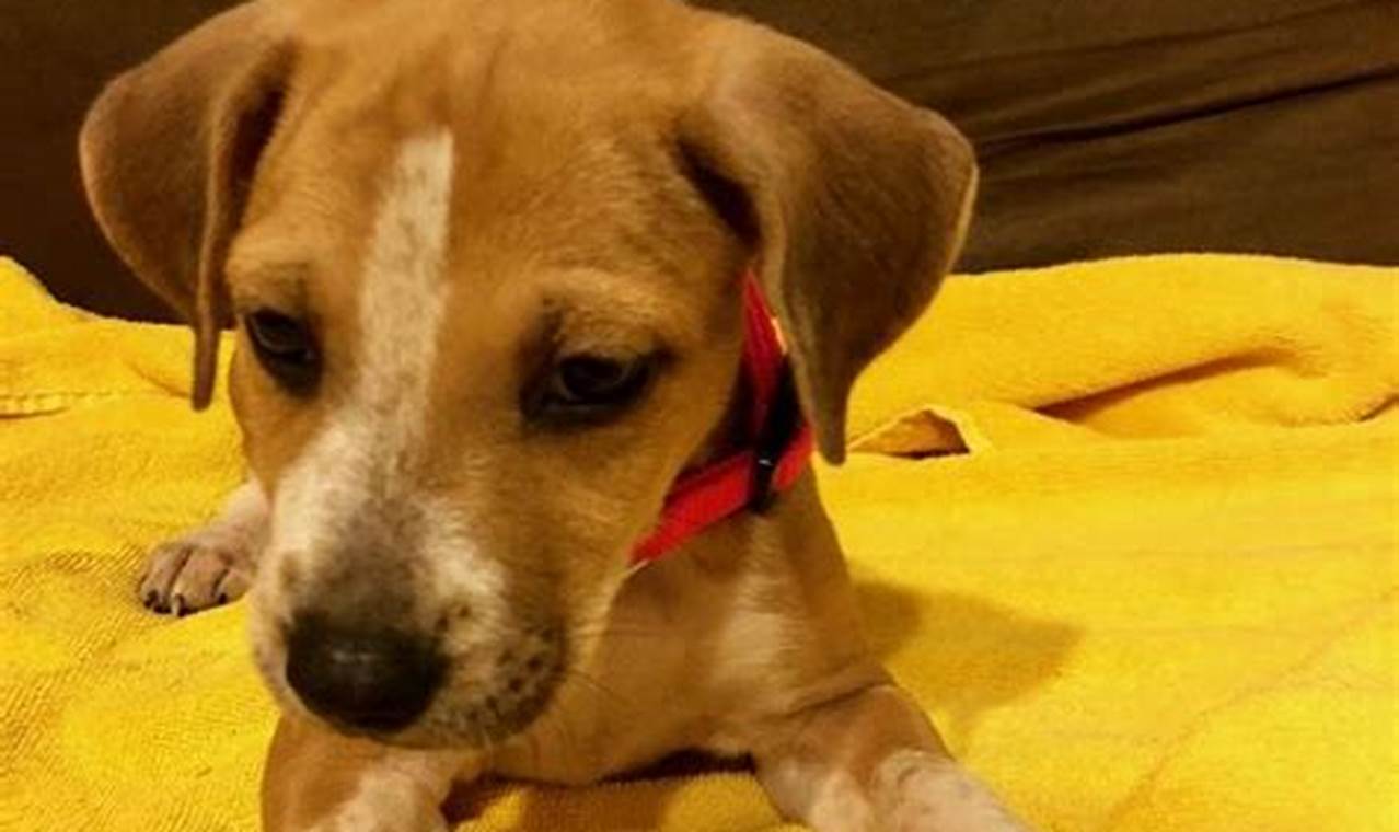 Unlock the Secrets of Pet Adoption: Unveiling the Treasures of "Greensboro NC Craigslist Pets"