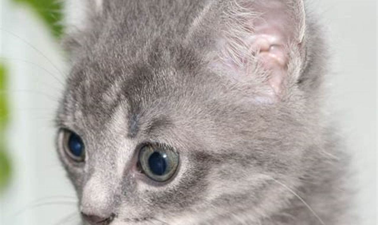 Grey Kittens: Your Guide to Caring for These Enchanting Felines