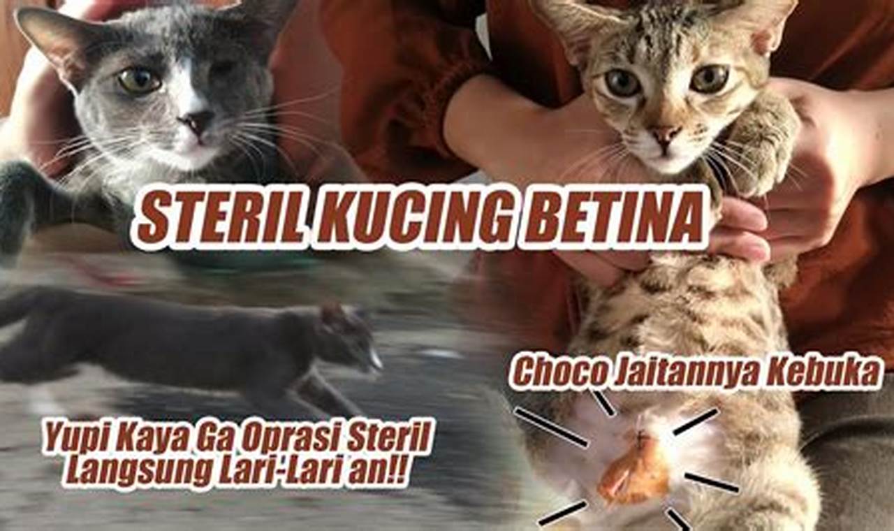 Biaya Operasi Steril Kucing Betina: Panduan Lengkap
