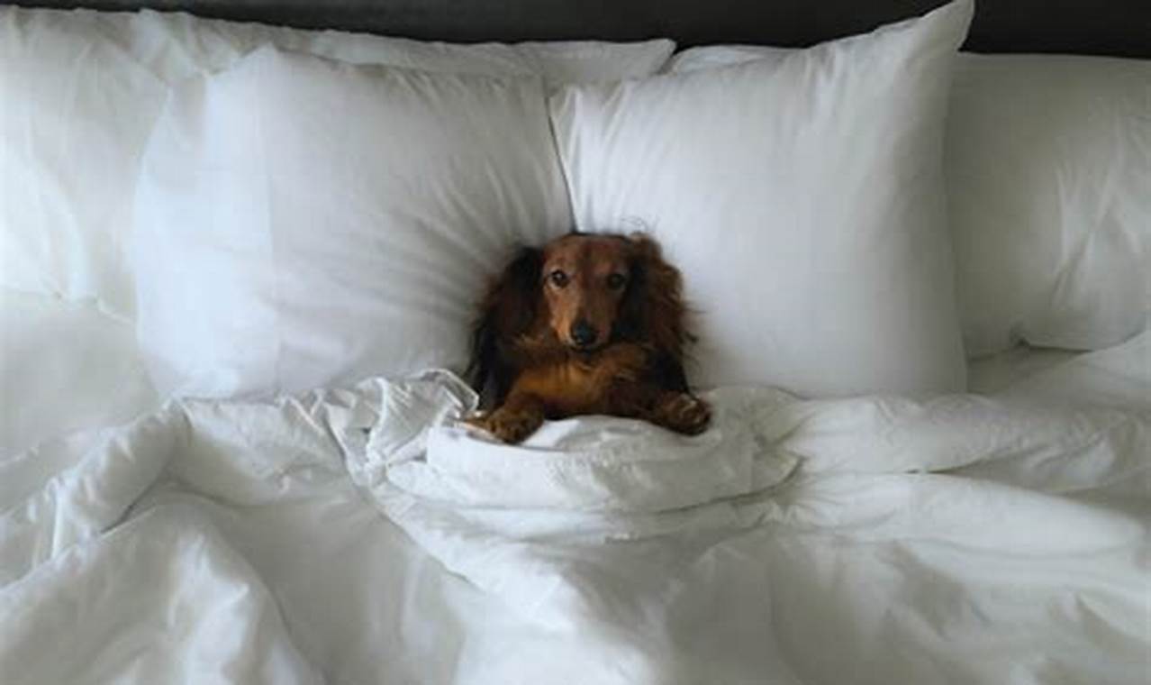 Discover 10+ Perfect Dog-Friendly Hotels in NYC!