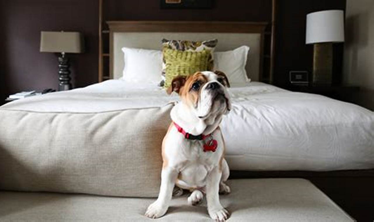 Unlock Pet-Friendly Stays: Discover the Ultimate Guide to "Hotels with Pets Near Me"