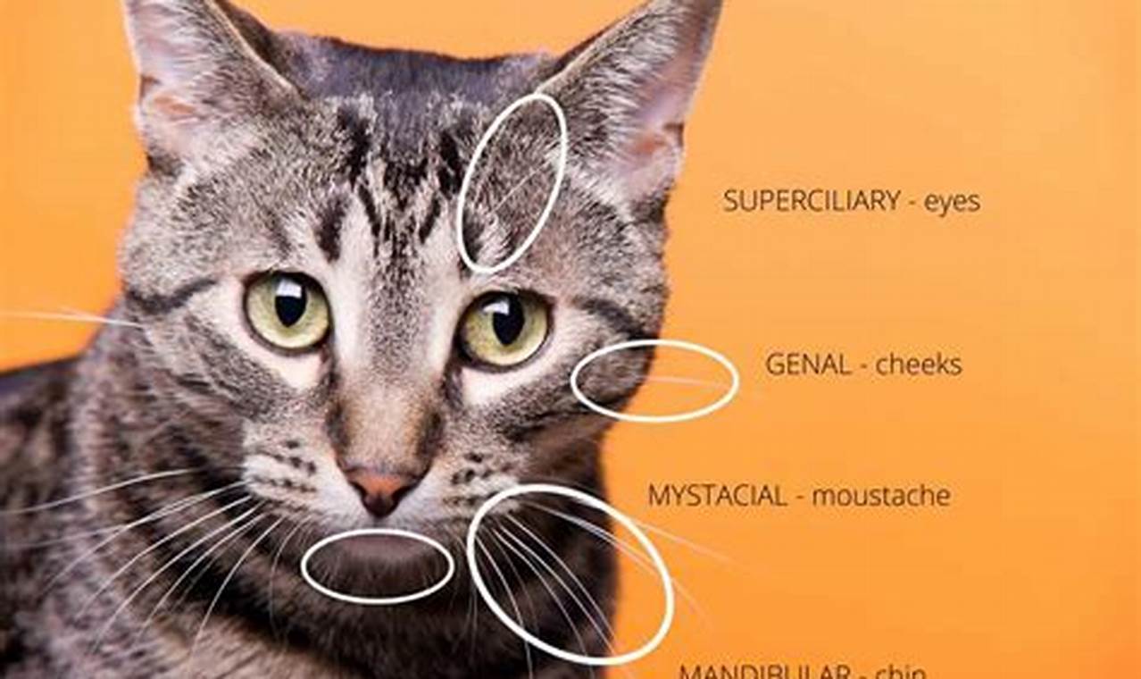 Cat Whiskers: Uncovering the Secrets of Their Remarkable Growth