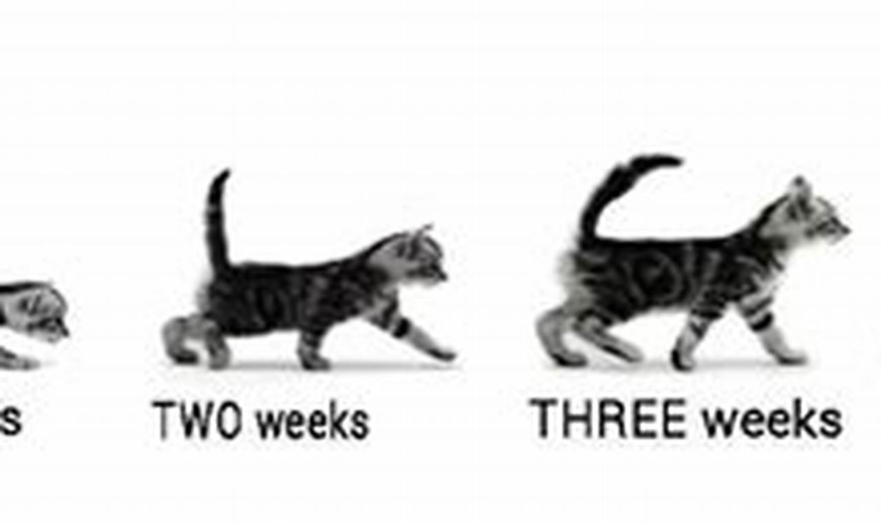 The Ultimate Guide to Cat Growth: Unraveling the Secrets of Feline Development