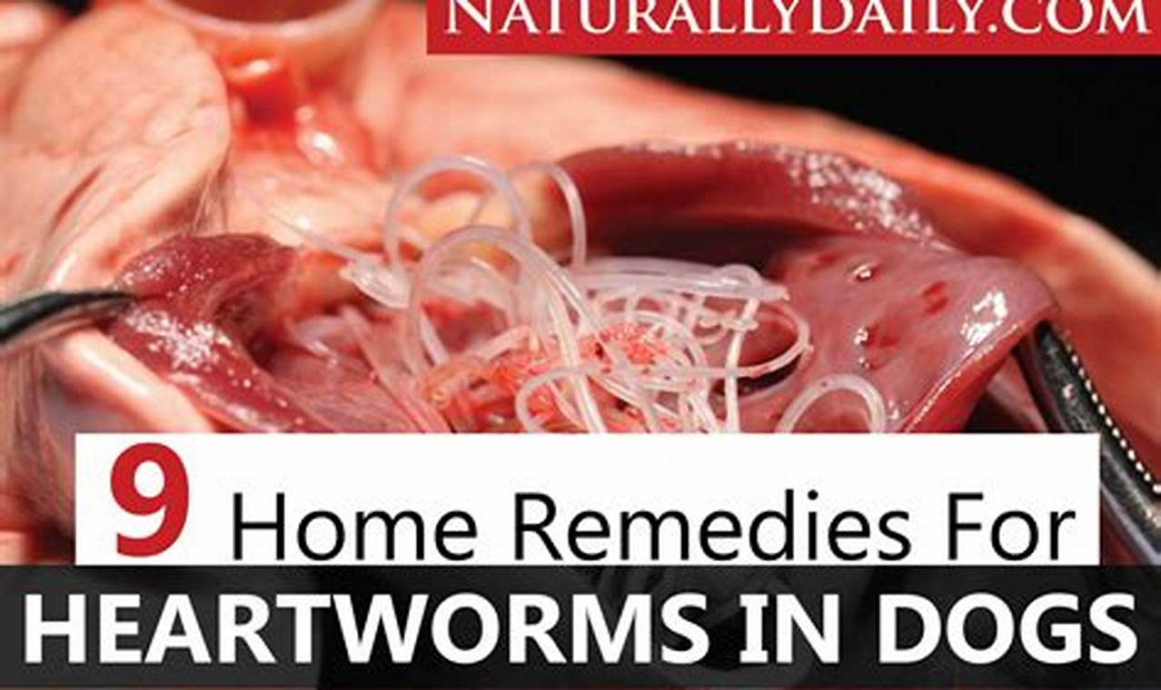 How Long Can a Dog Live with Heartworms?