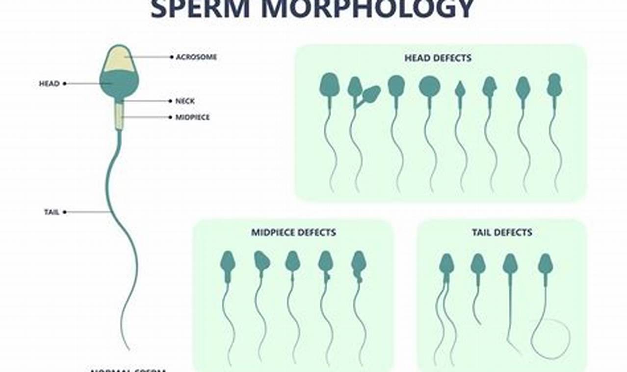 How Sperm Morphology Impacts Fertility: A Comprehensive Guide for Expectant Parents