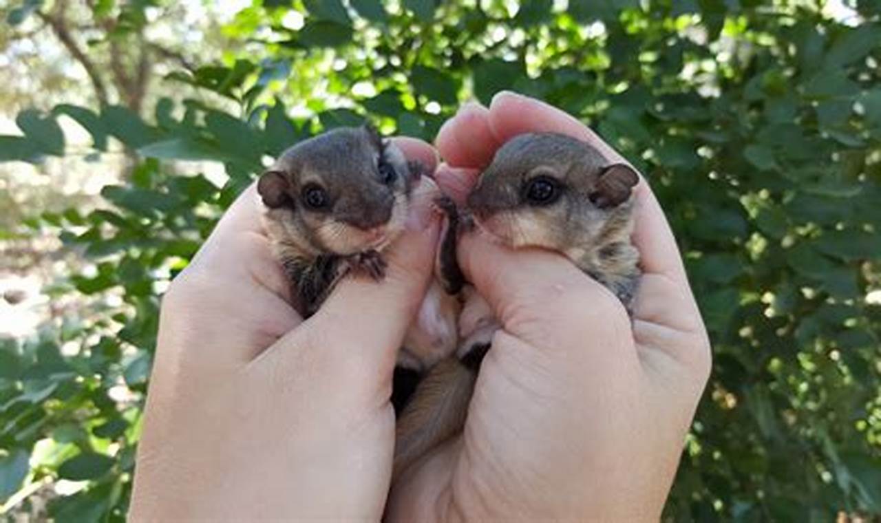 Unveiling the Secrets: Exploring the Cost of Flying Squirrels