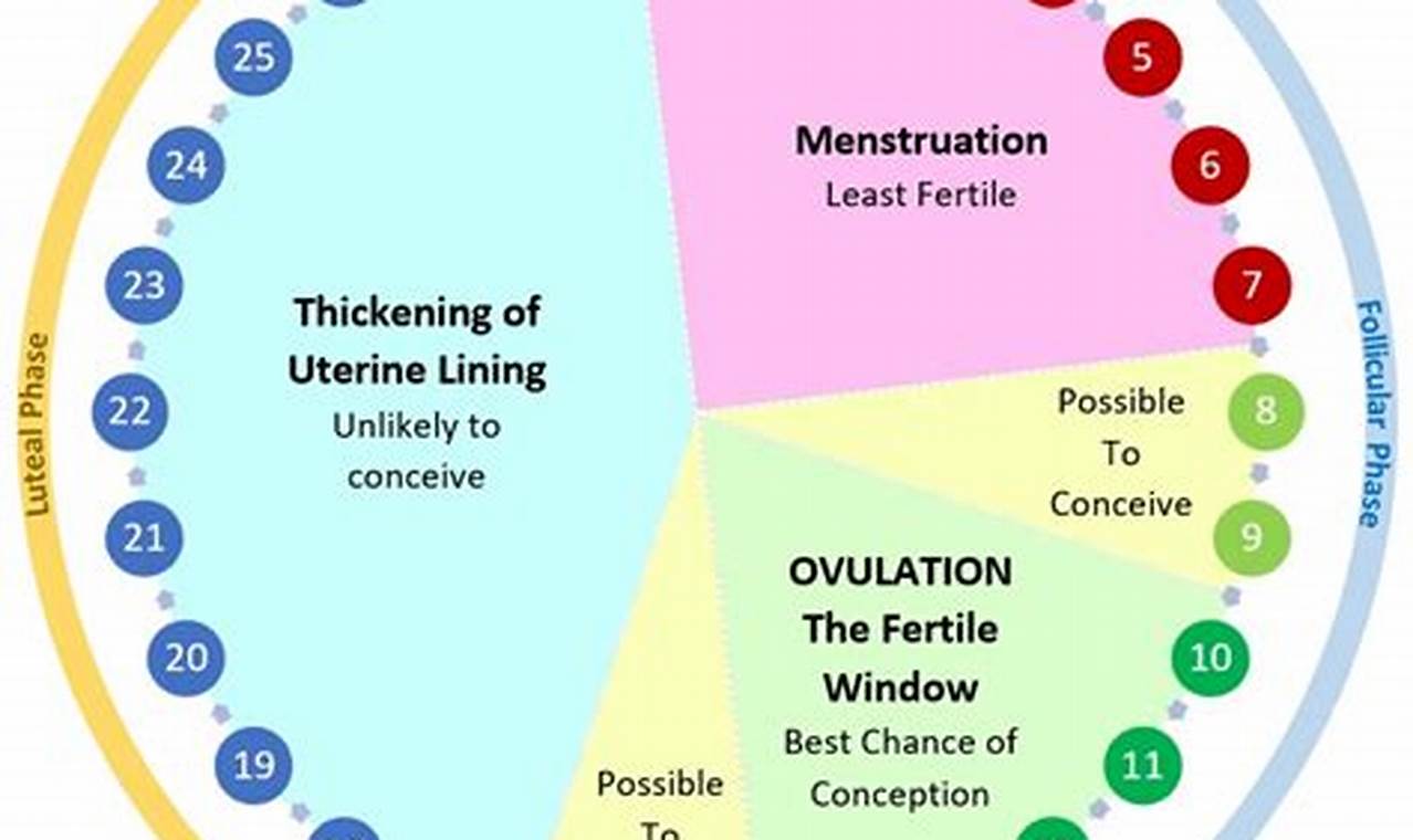 How To Count Menstrual Cycle To Get Pregnant