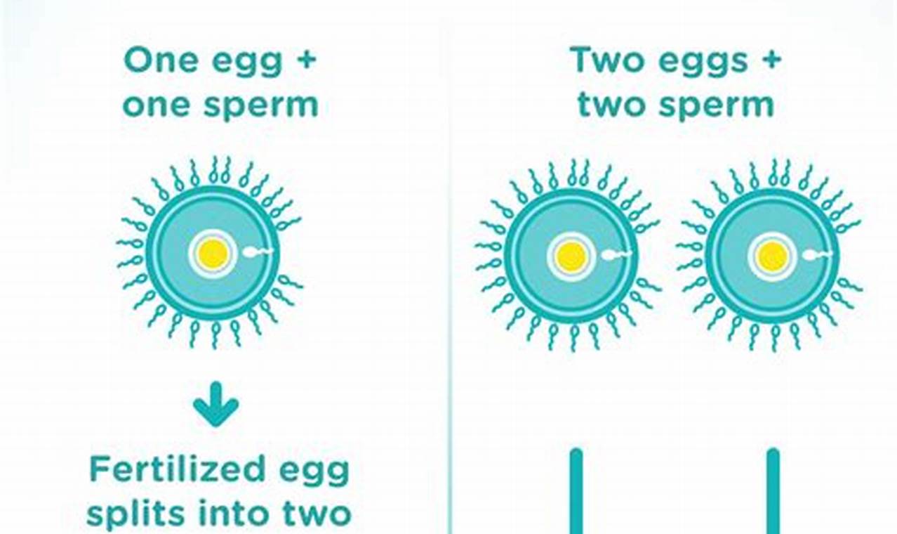 How To Get Pregnant With Fraternal Twins