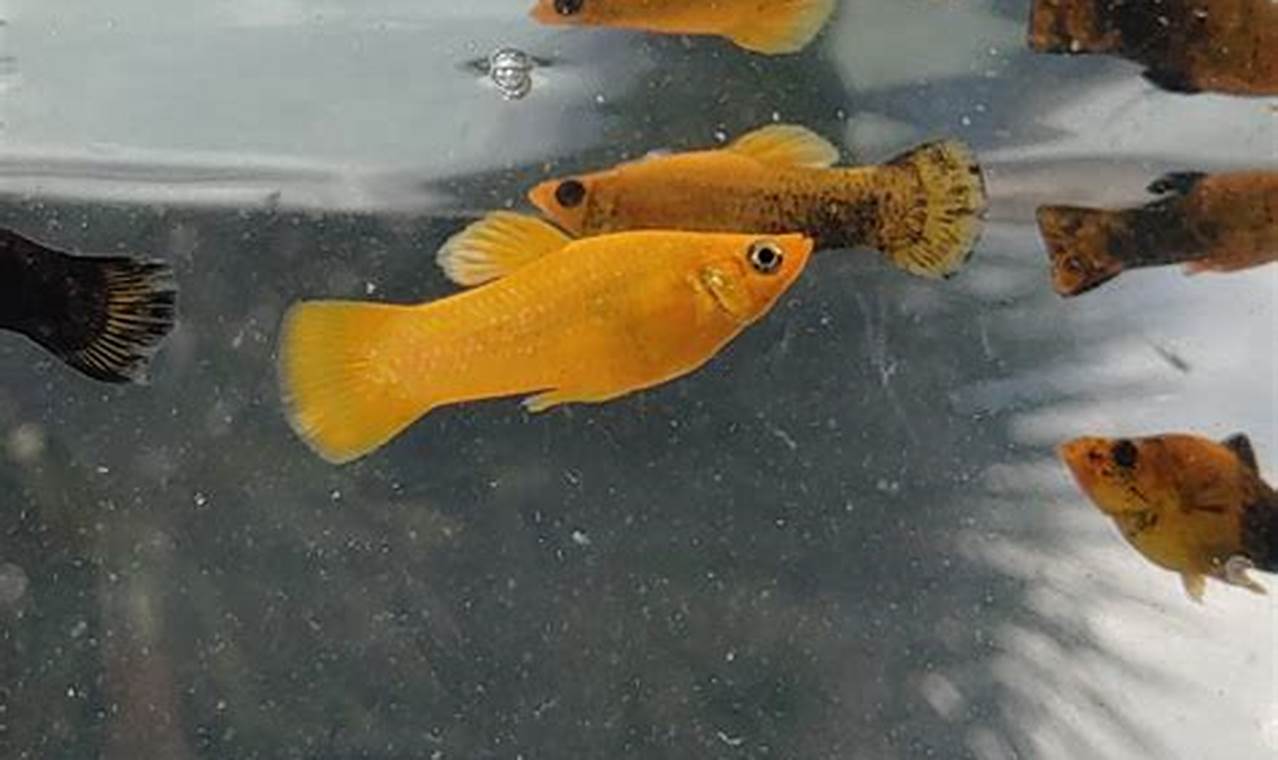 Rahasia Merawat Ikan Gold Dust Molly yang Wajib Diketahui