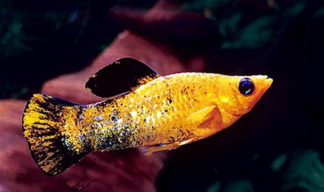 Rahasia Merawat Ikan Gold Dust Molly yang Jarang Diketahui