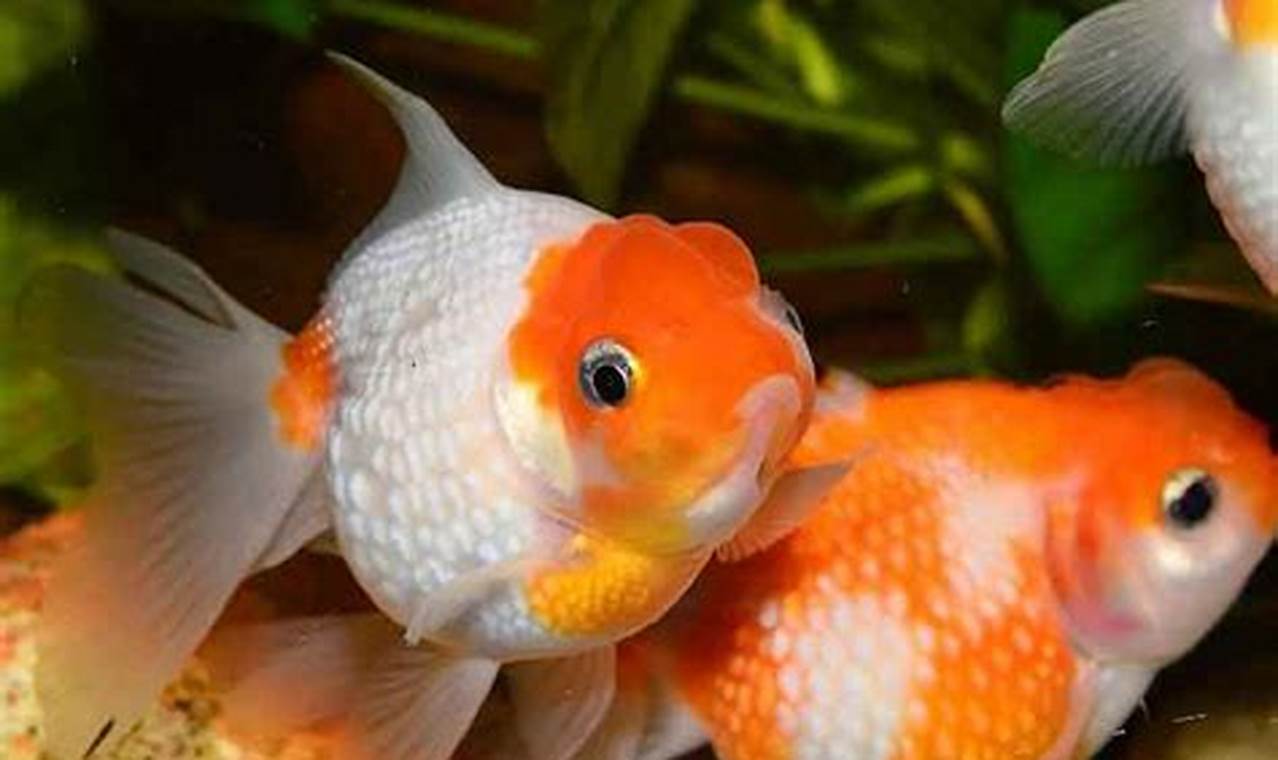 Panduan Lengkap Ikan Hias Cantik tapi Murah untuk Aquarium Anda