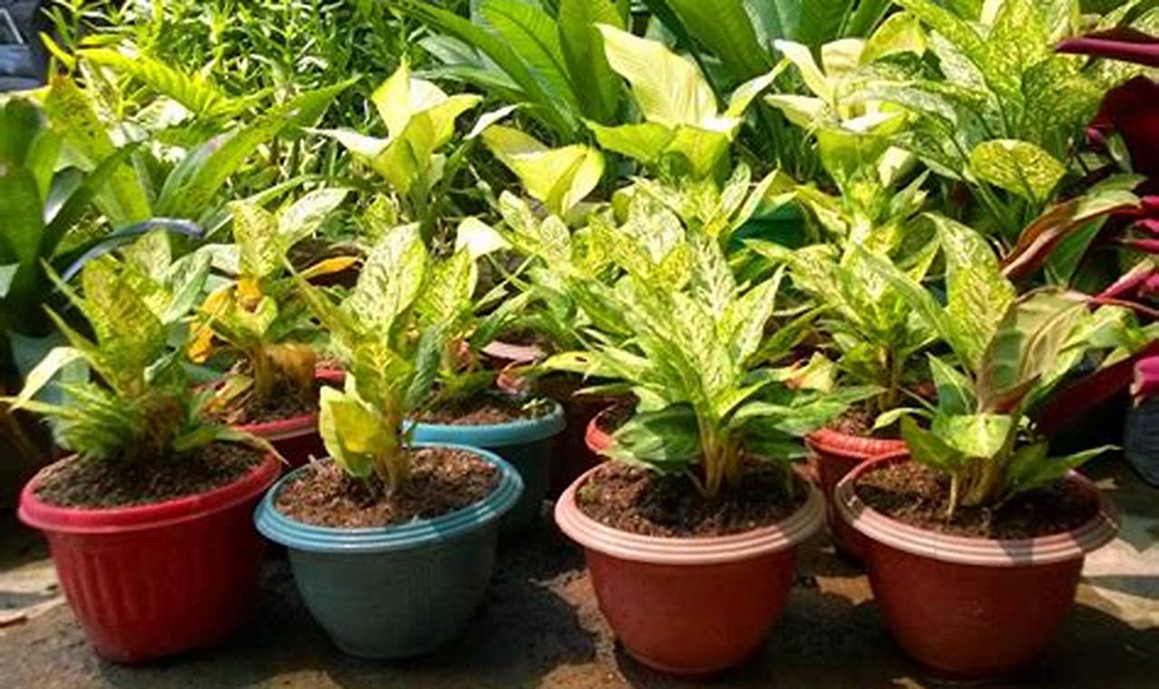 Jenis Pot Tanaman Terbaik untuk Tanaman yang Lebih Sehat dan Indah