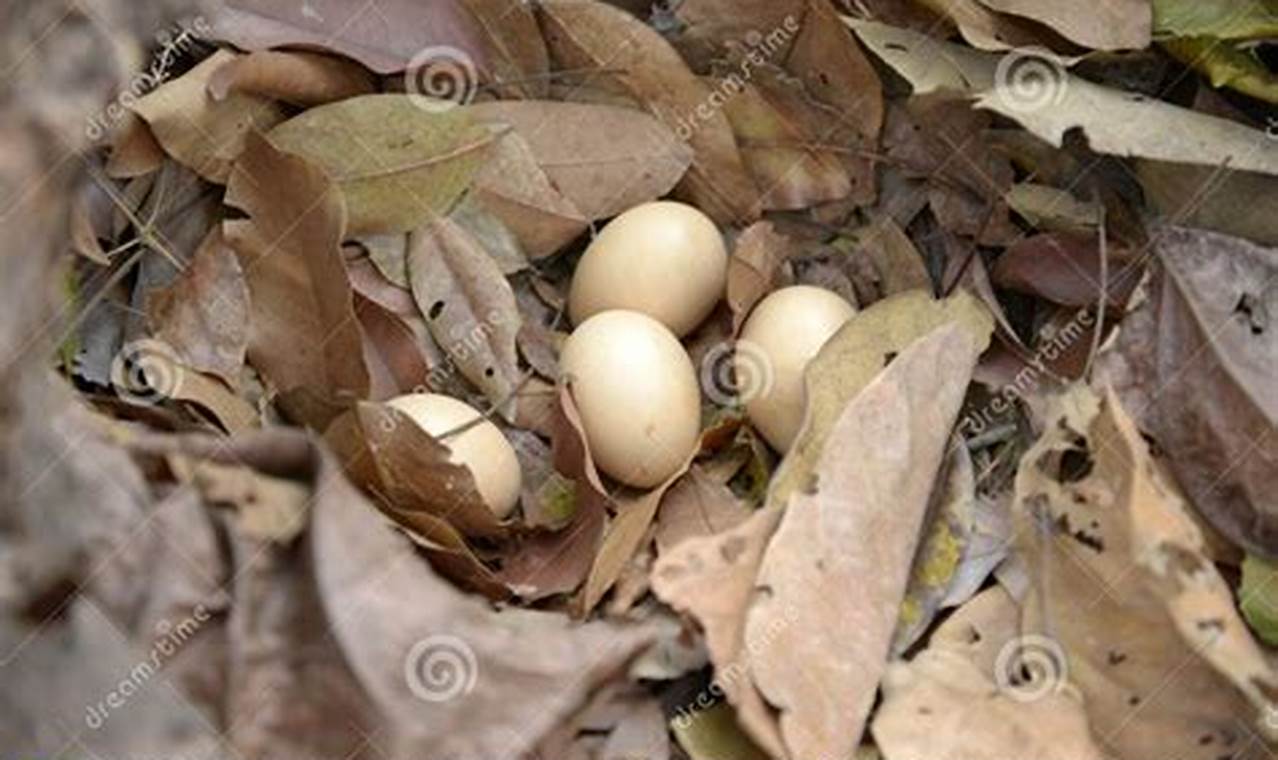Telur Ayam Hutan Terungkap: Rahasia Gizi dan Resep Lezat