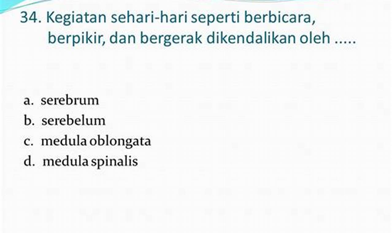 Kegiatan Sehari Hari Seperti Berbicara Berpikir Dan Bergerak Dikendalikan Oleh