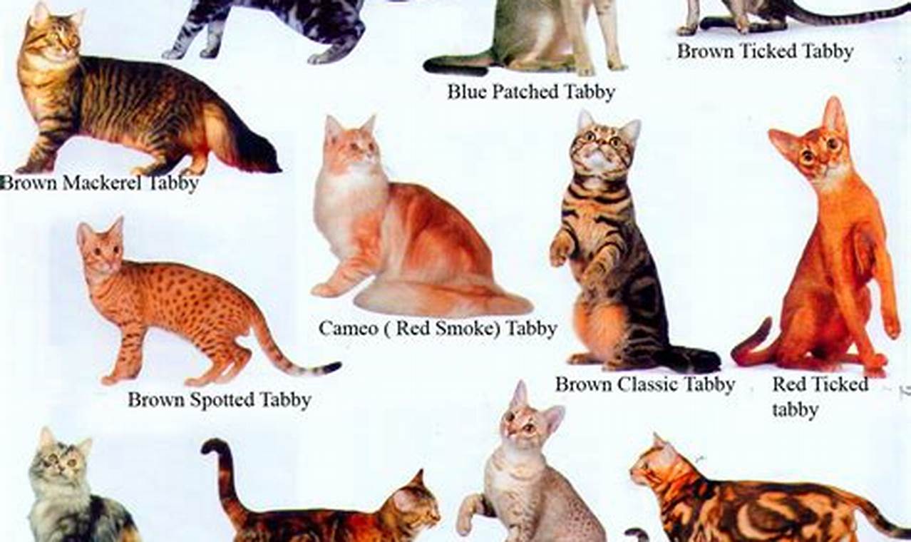 Kenali Keturunan Kucing: Panduan Lengkap untuk Pemahaman Ras