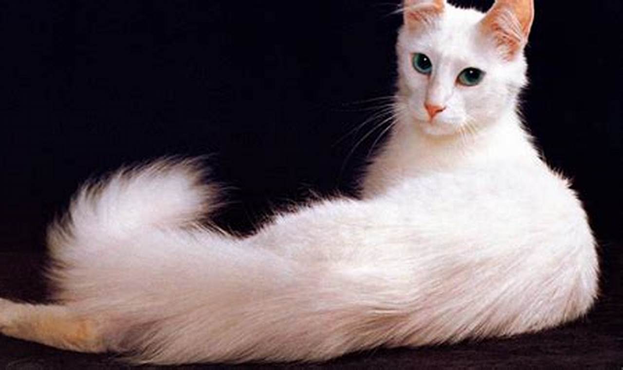 Temukan Kucing Anggora Asli: Panduan Lengkap tentang Kucing Istimewa Ini