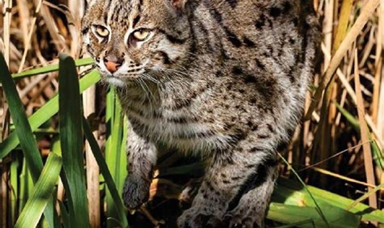 Kucing Bakau: Penjaga Penting Hutan Pesisir