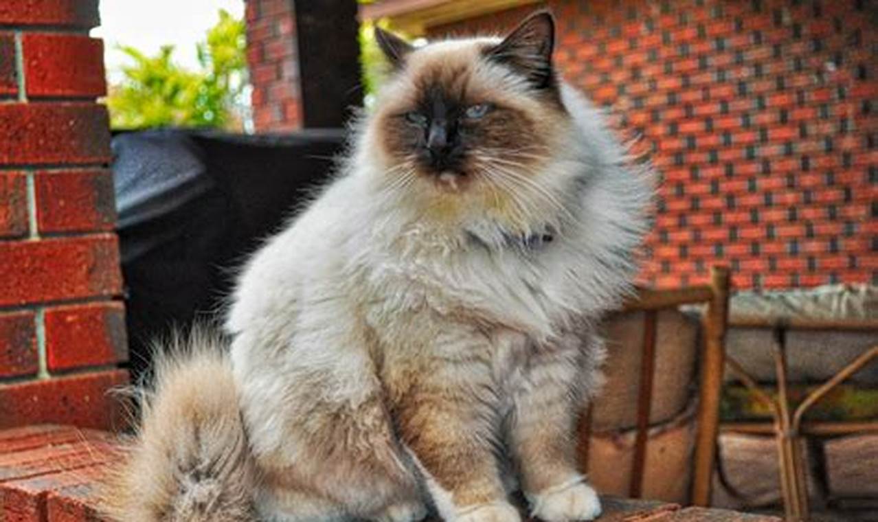 Mengenal Kucing Birma: Ras Unik Bermata Biru