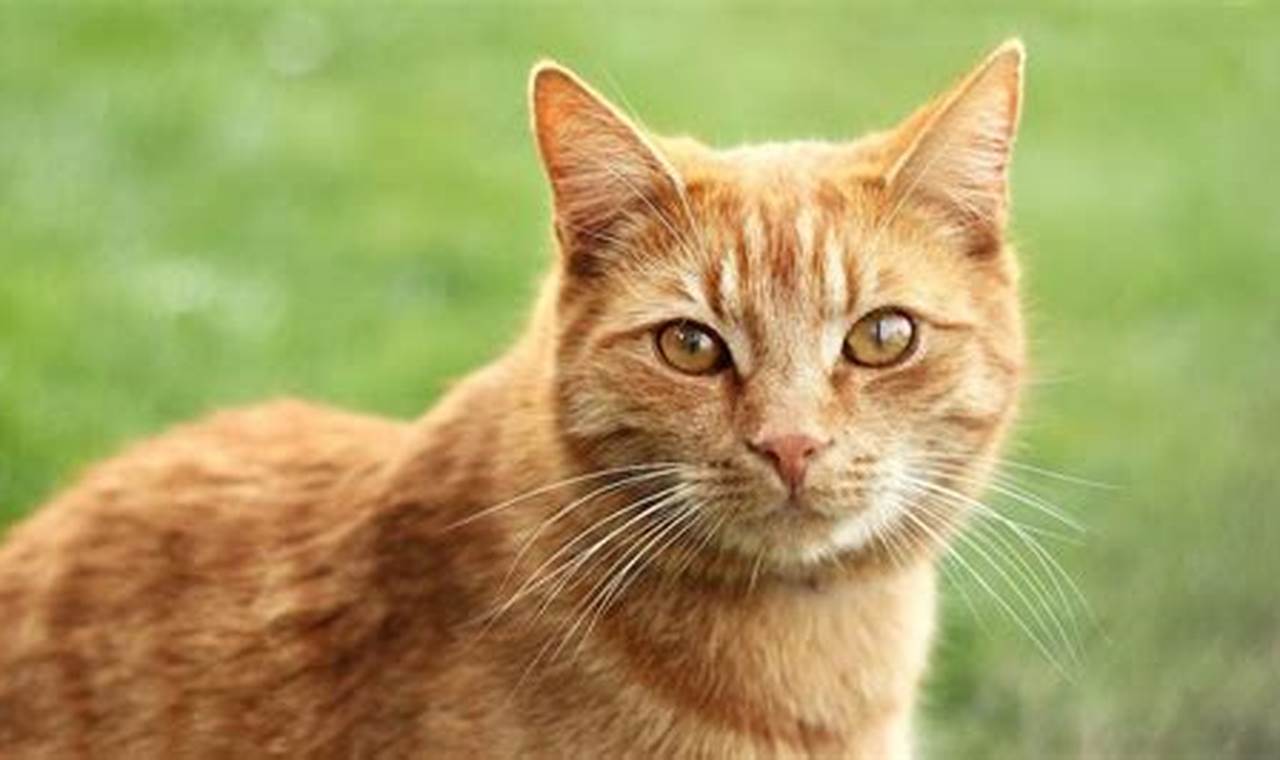 Kucing Oren: Sahabat Hangat dan Menggemaskan untuk Keluarga Anda