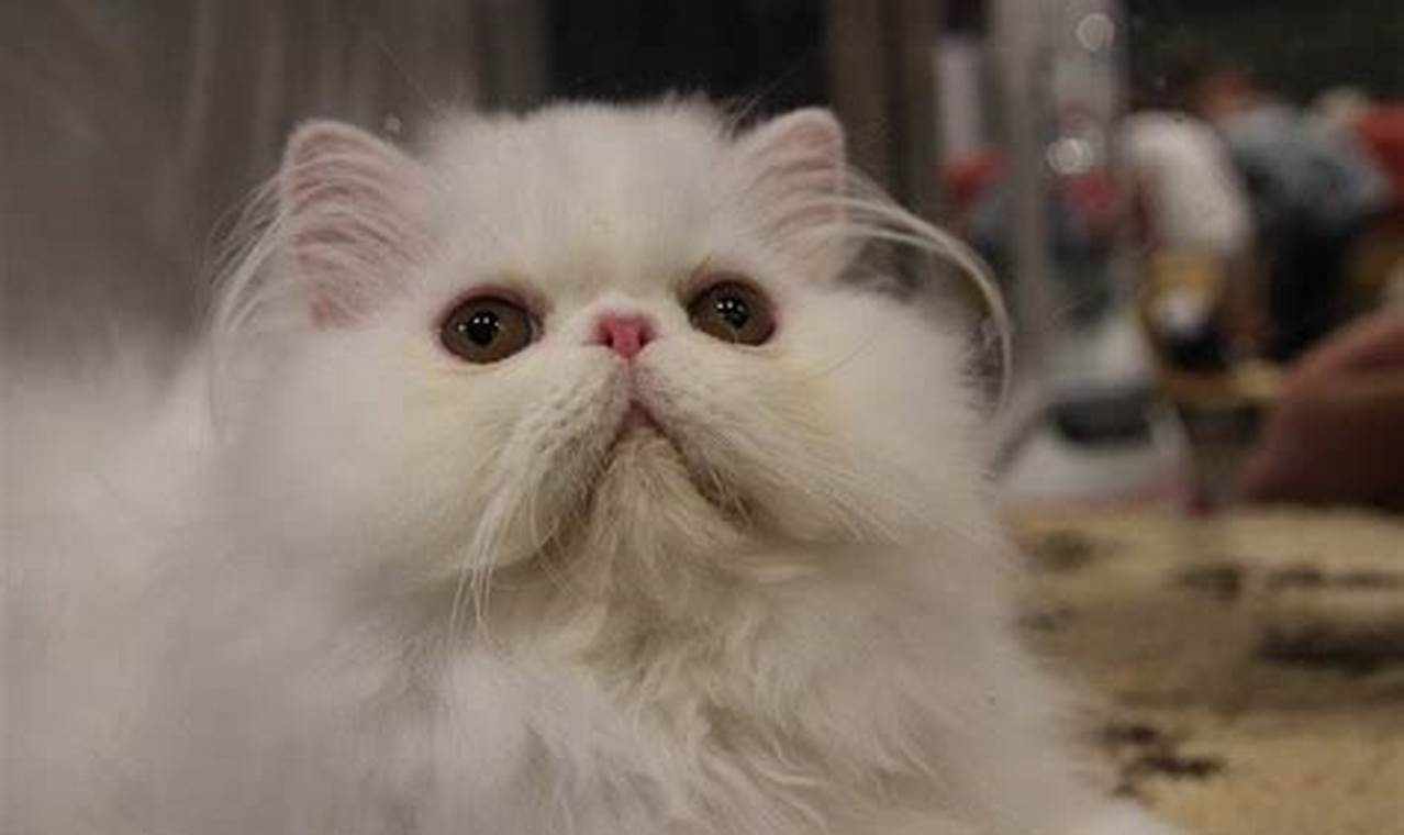 Kucing Persia Flatnose: Panduan Lengkap untuk Pemilik Kucing Eksotis