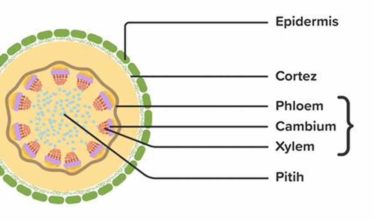 Letak Floem Kambium Dan Xylem Berturut Turut Ditunjukkan Oleh Nomor