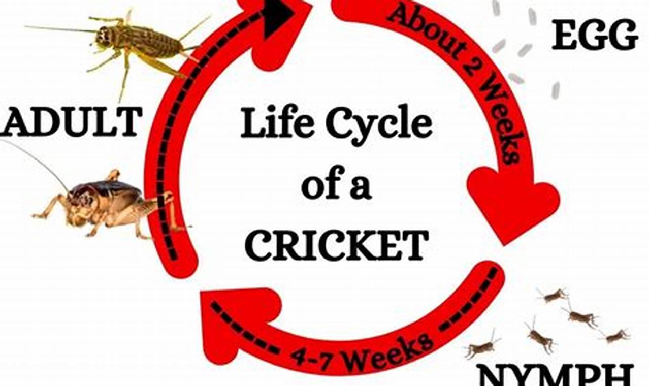 How to Extend the Lifespan of Your Pet Cricket: A Comprehensive Guide