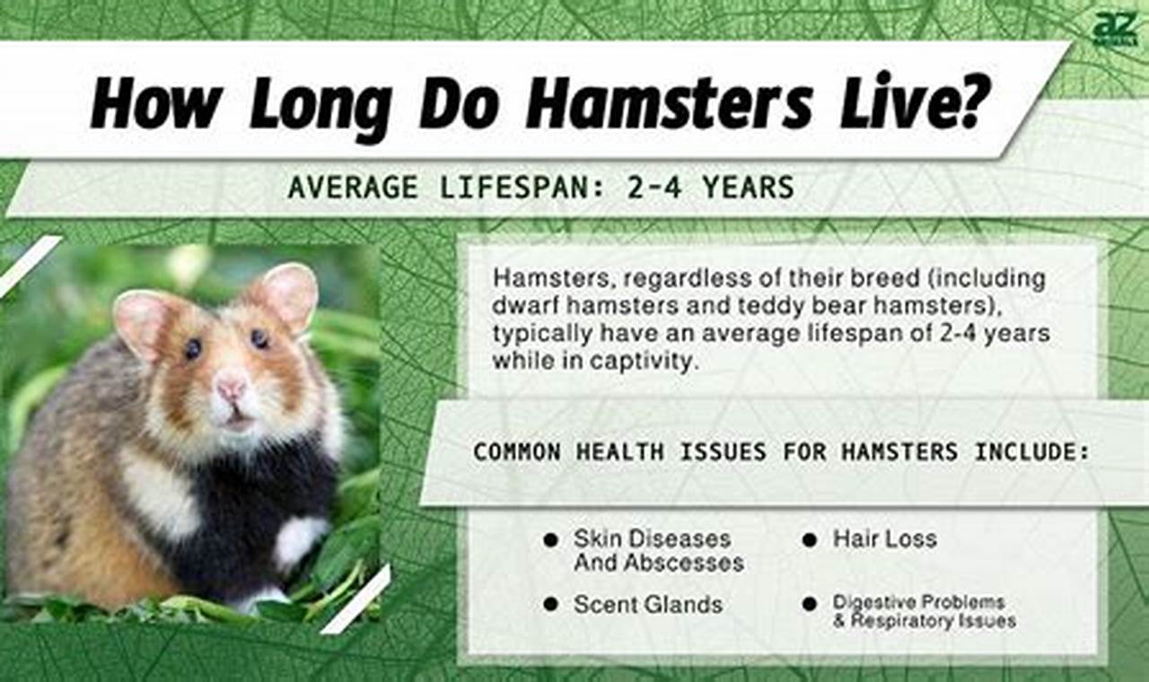 How to Extend the Lifespan of Your Hamster: Expert Tips and Tricks