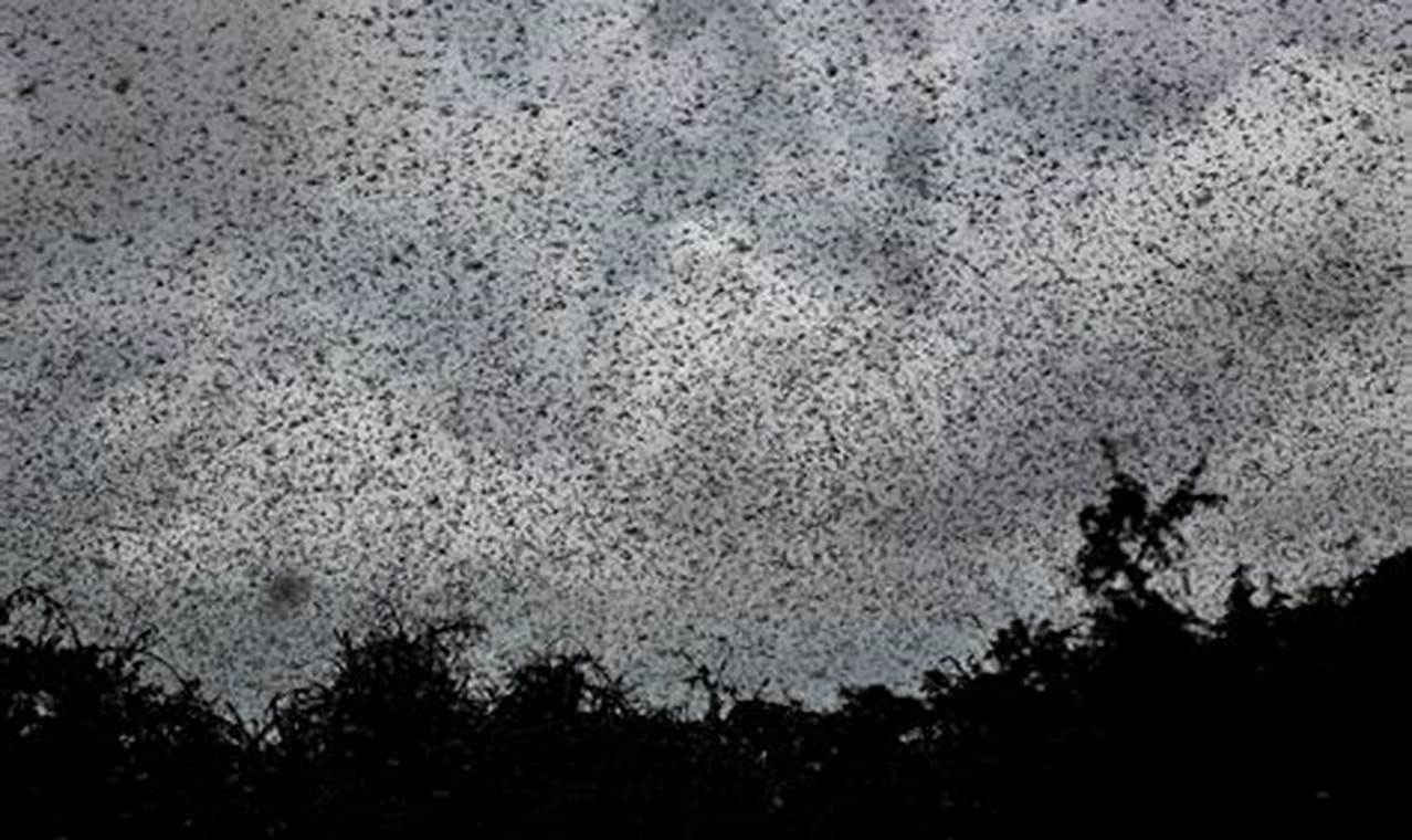 Locust Swarm 2024