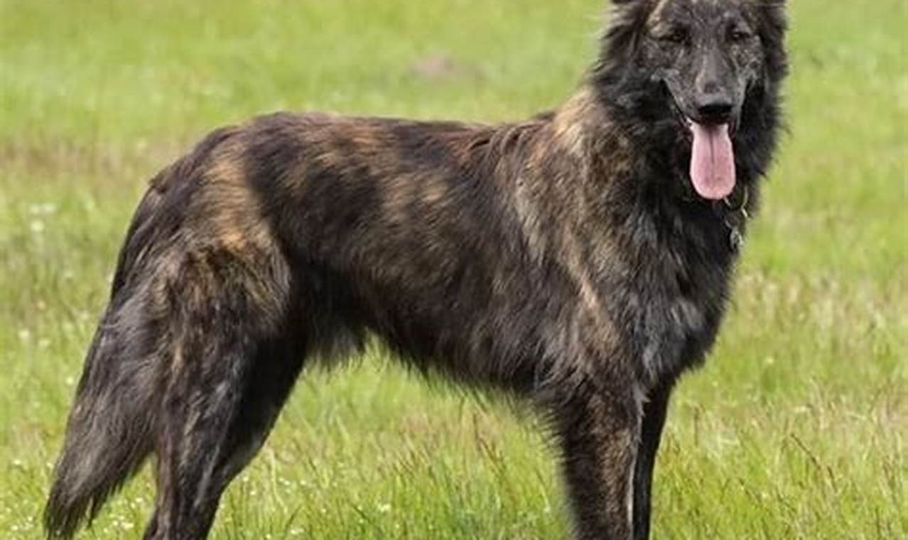 Long Hair Dutch Shepherd Care Guide: Tips for a Healthy and Beautiful Coat